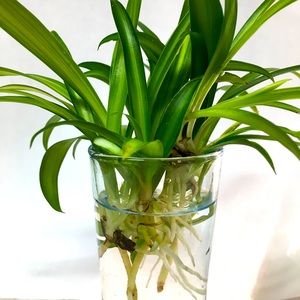 5 LIVE Established Baby spider plants with roots